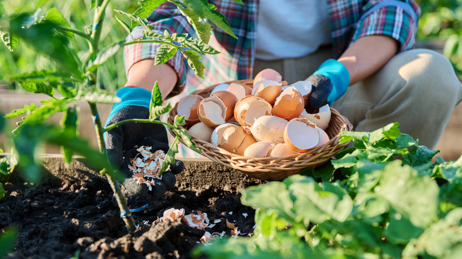 Don't Toss Eggshells — They Could Be A Secret Weapon Against Garden Pests