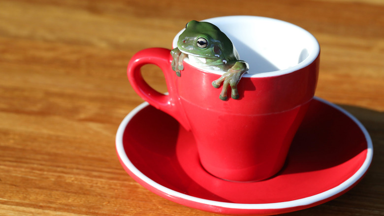 tree frog in red teacup with saucer