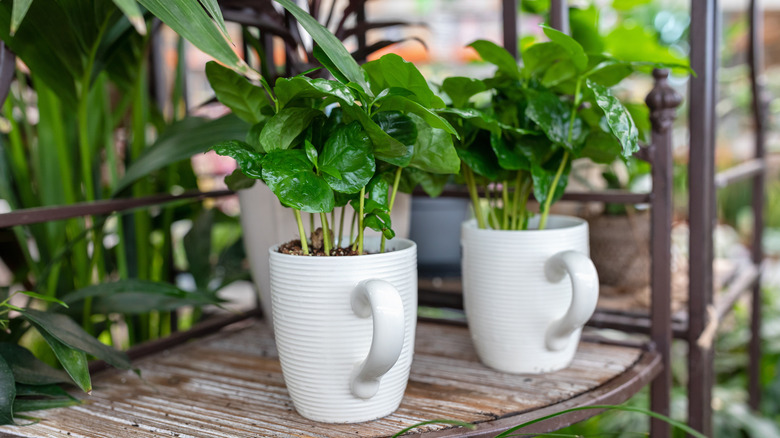 leafy plants in white coffe mugs