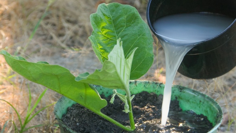 watering plant with rice water