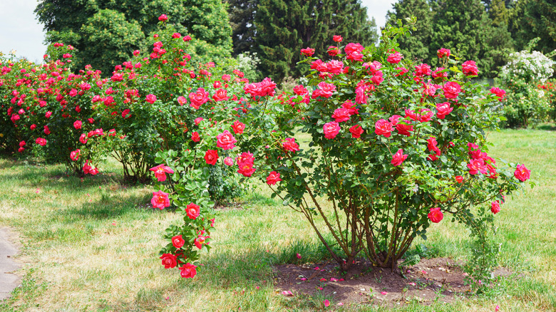 Red rose bushes in a yard
