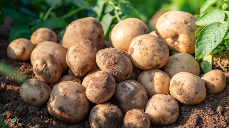 Potatoes in the field 