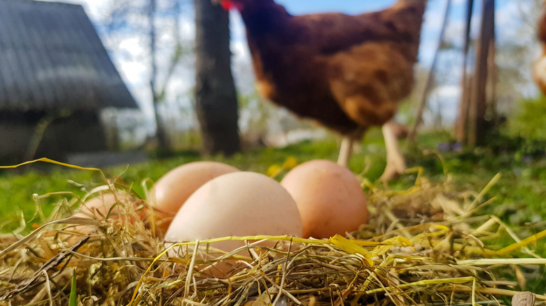 Brown chicken eggs in hay with a chicken in the background