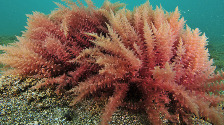 red seaweed underwater