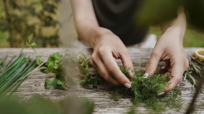 A white woman's hands sorting dill, with other herbs close by on a wooden surface