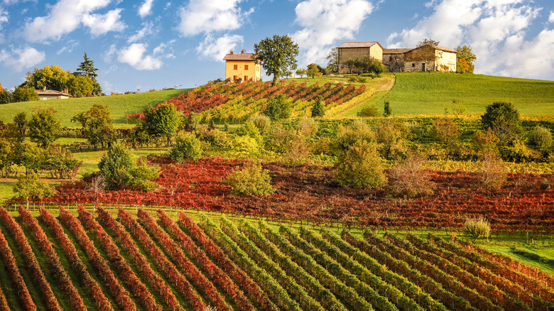 lambrusco wine fields