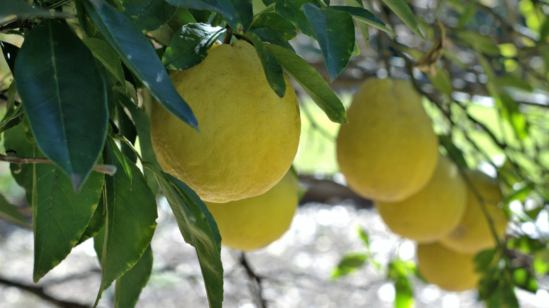 Lisbon lemons in Australia 