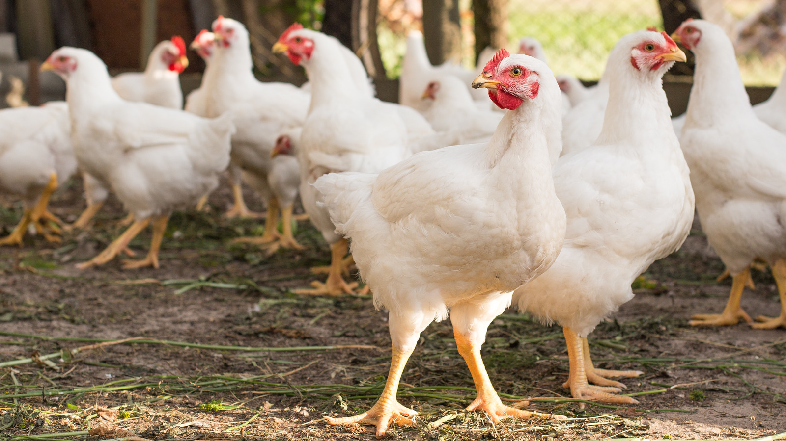 Europe Is Dealing With Its Worst Bird Flu Crisis In History