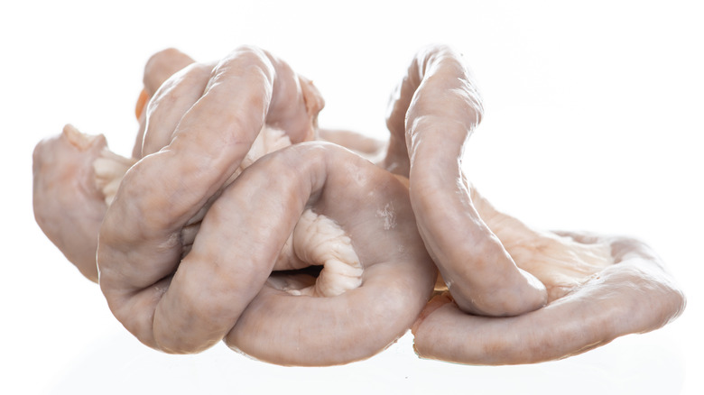 pork small intestine on white background