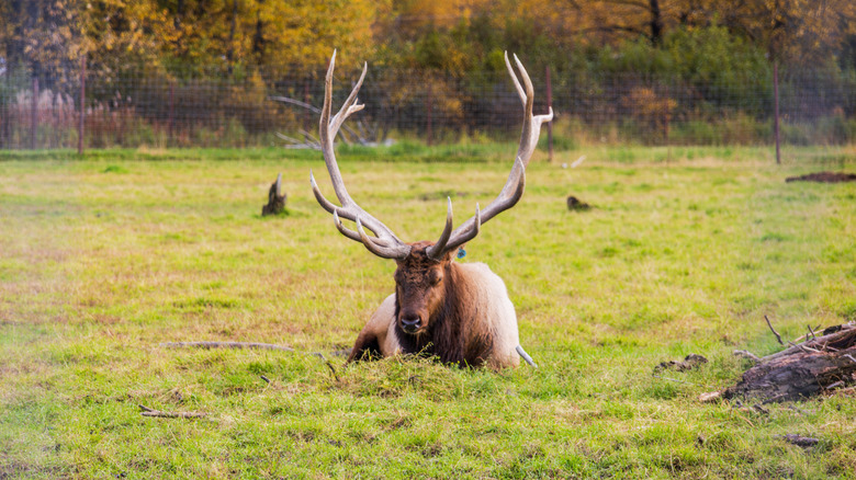 elk in field