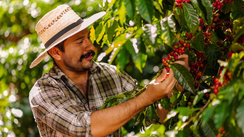 Coffee farmer picks Arabica beans