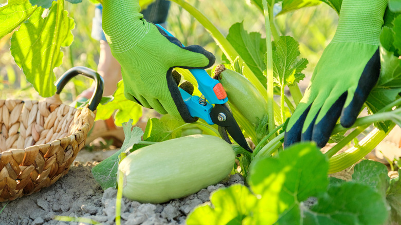 A person correctly harvesting squash by using gloves, sharp pruners, and leaving some of the stem attached