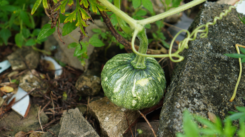 A kabocha squash, often mistaken for a small pumpkin, growing on its vine