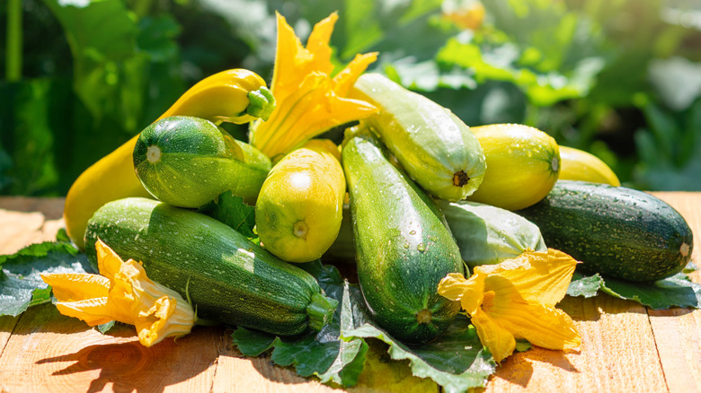 Freshly harvested zucchini being shown on a wooden table in front of a garden background