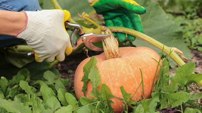 A gloved gardener being shown cutting the woody stem of a squash during harvesting