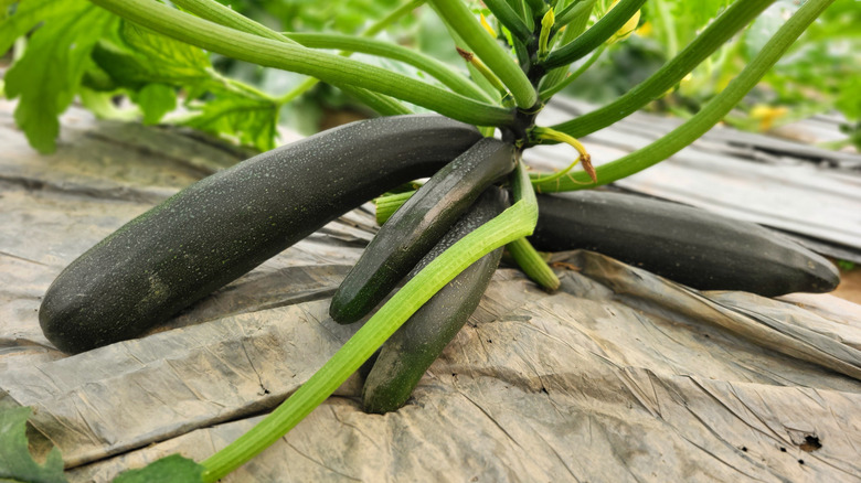 A summer squash plant growing on top of a cloth that provides ground protection and moisture retention