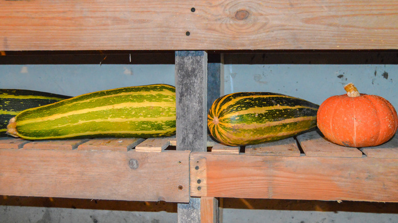 Squash being left to dry on a shelf after being harvested