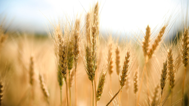 closeup image of golden wheat growing in a Kansas wheat field