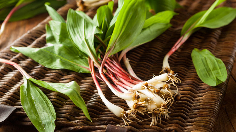 Foraged ramps in a basket