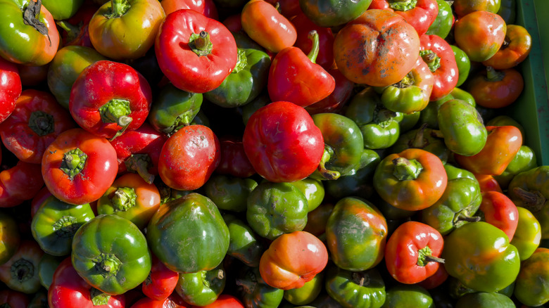 Pile of scotch bonnet and habanero peppers