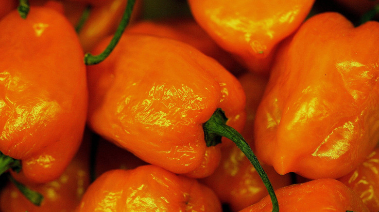 Close up of habanero peppers