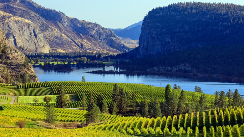 Vineyards in Okanagan Valley B.C.