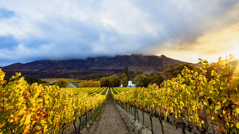 Vineyards near Cape Town