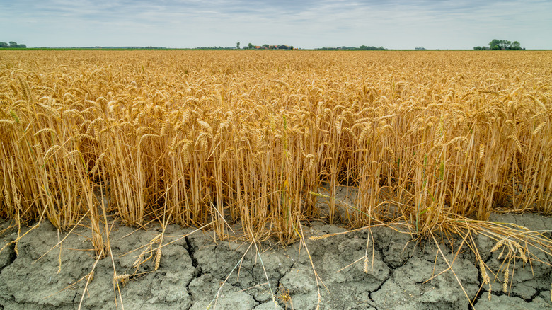Wheat field in drought