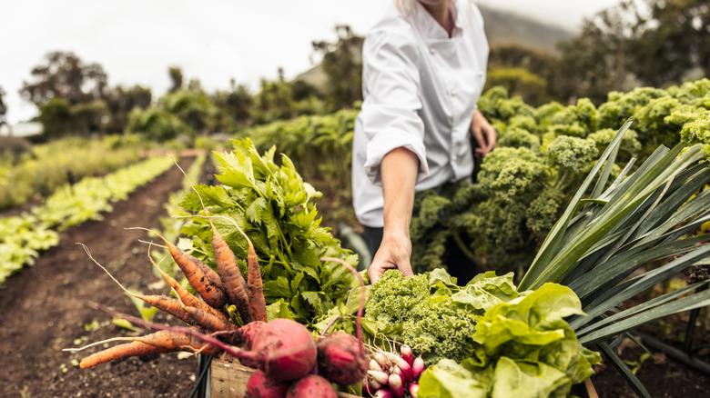 Chef harvesting vegetables