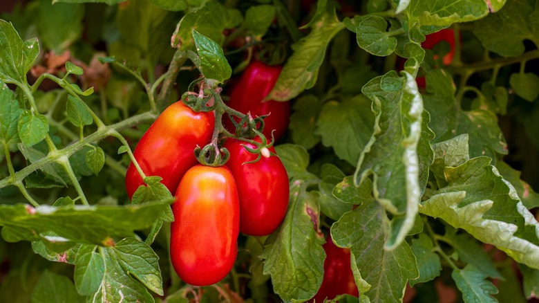San Marzano tomatoes on the vine