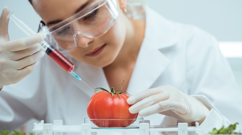 Scientist injecting tomato with syringe