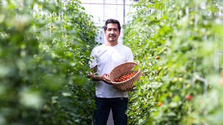 Tomato harvester in a greenhouse