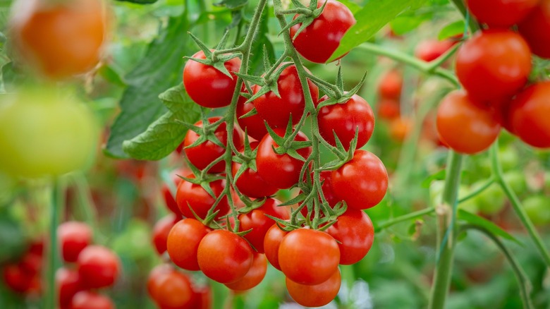 Cherry tomatoes on the vine