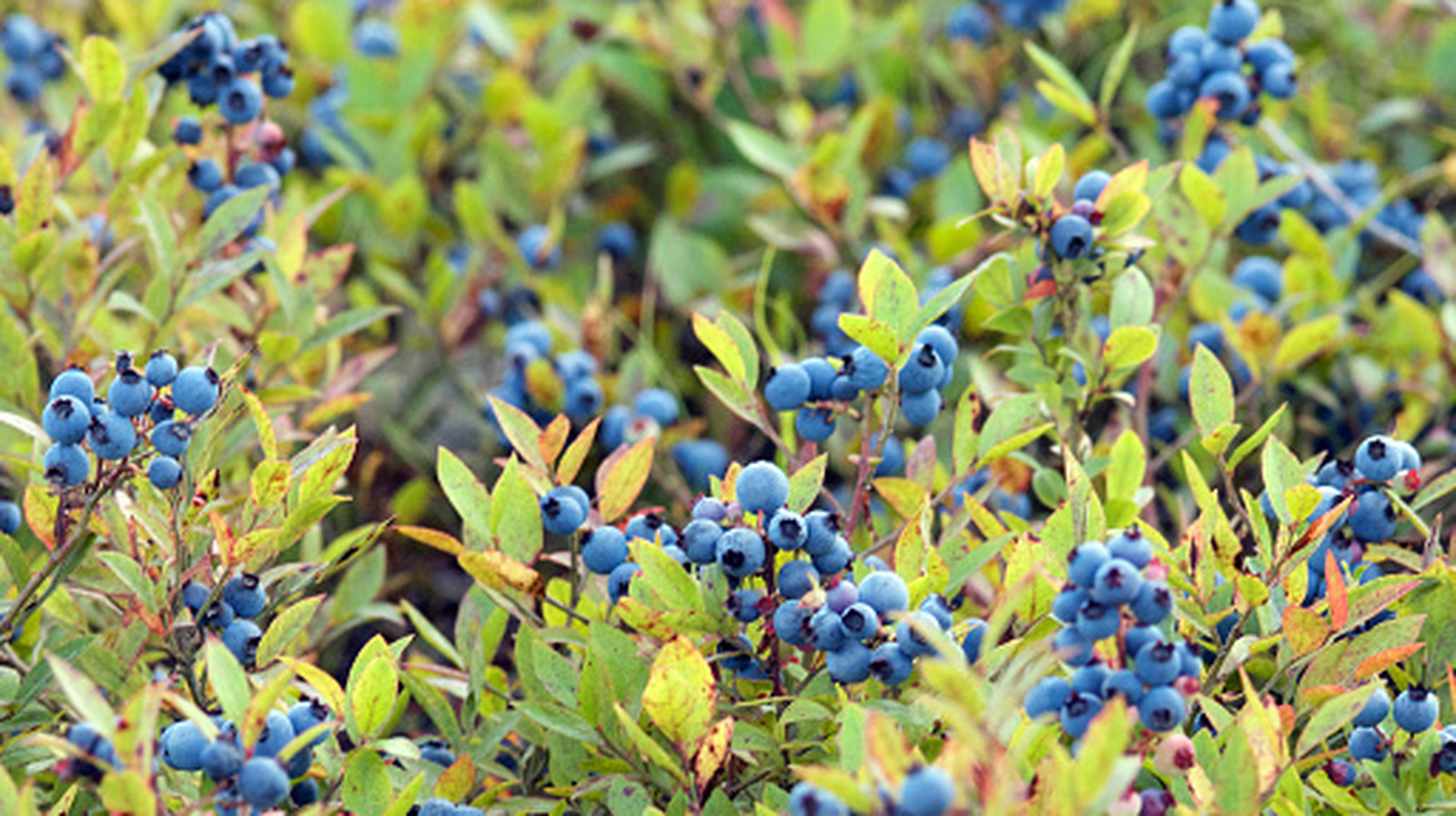 Fan Of Wild Blueberries? Why 2026 Might Be An Unlucky Year For You - Tasting Table