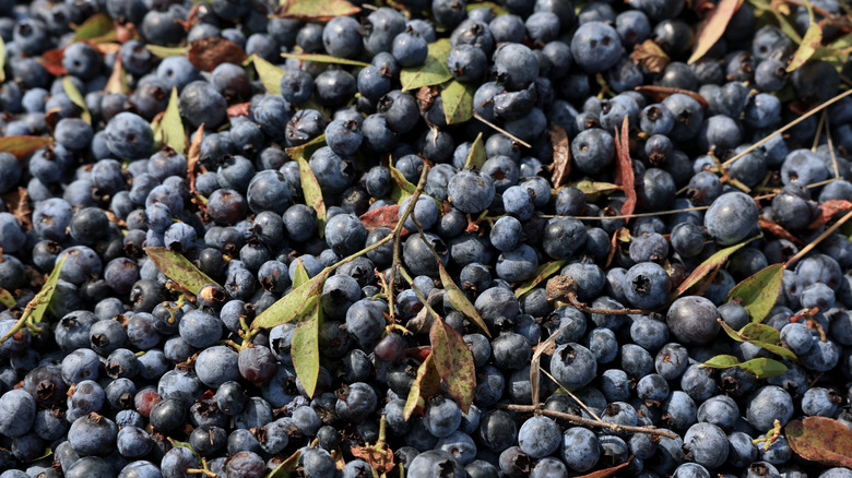 wild blueberries and leaves from Maine