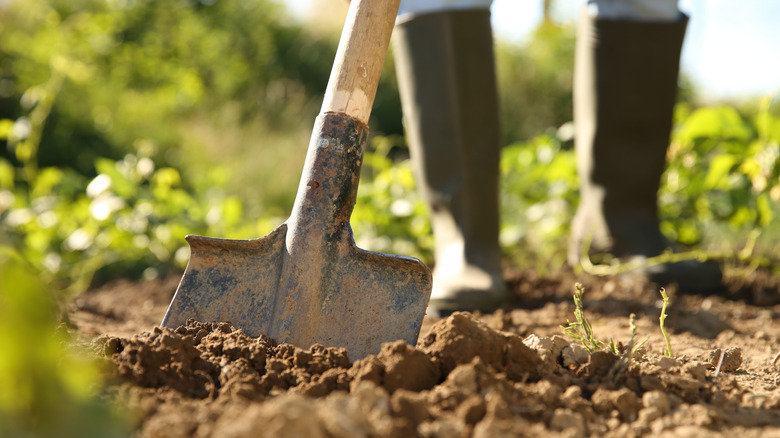Closeup of shovel in garden