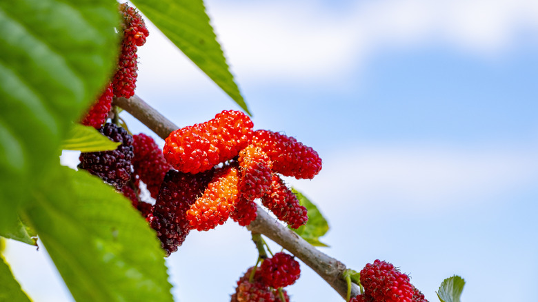 Ripe berries on red mulberry tree against a blue sky