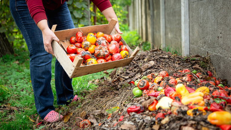A person distributing a box of rotting vegetable matter into a compost pile outside