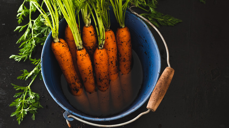 A bunch of carrots with soil on them, soaking in a blue bucket, against black background