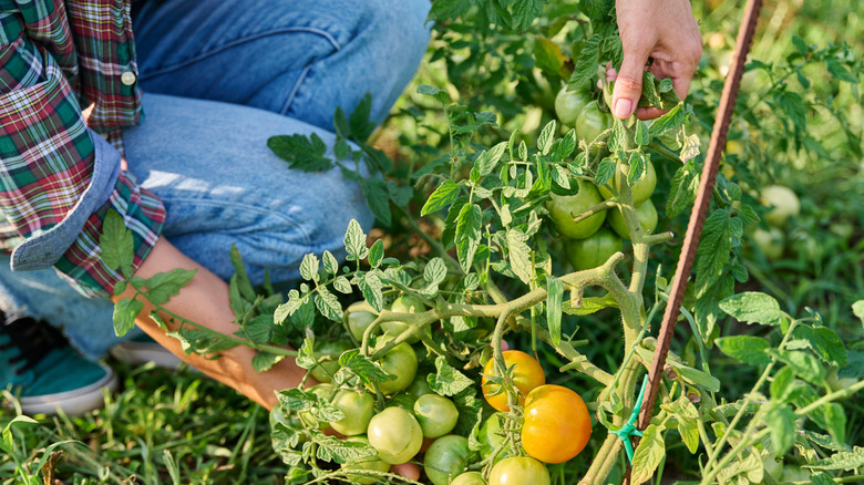 gardener squats down to inspect tomato plant