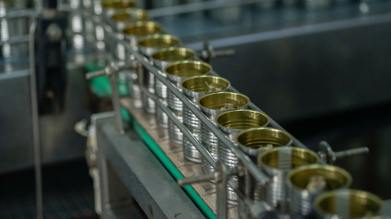 Canned olives on a production line
