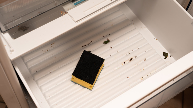 Dirty fridge crisper drawer with sponge inside