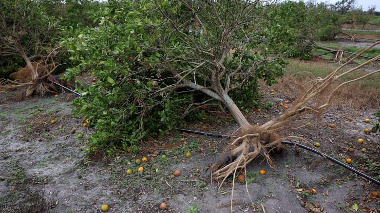 Uprooted orange trees from Hurricane Ian