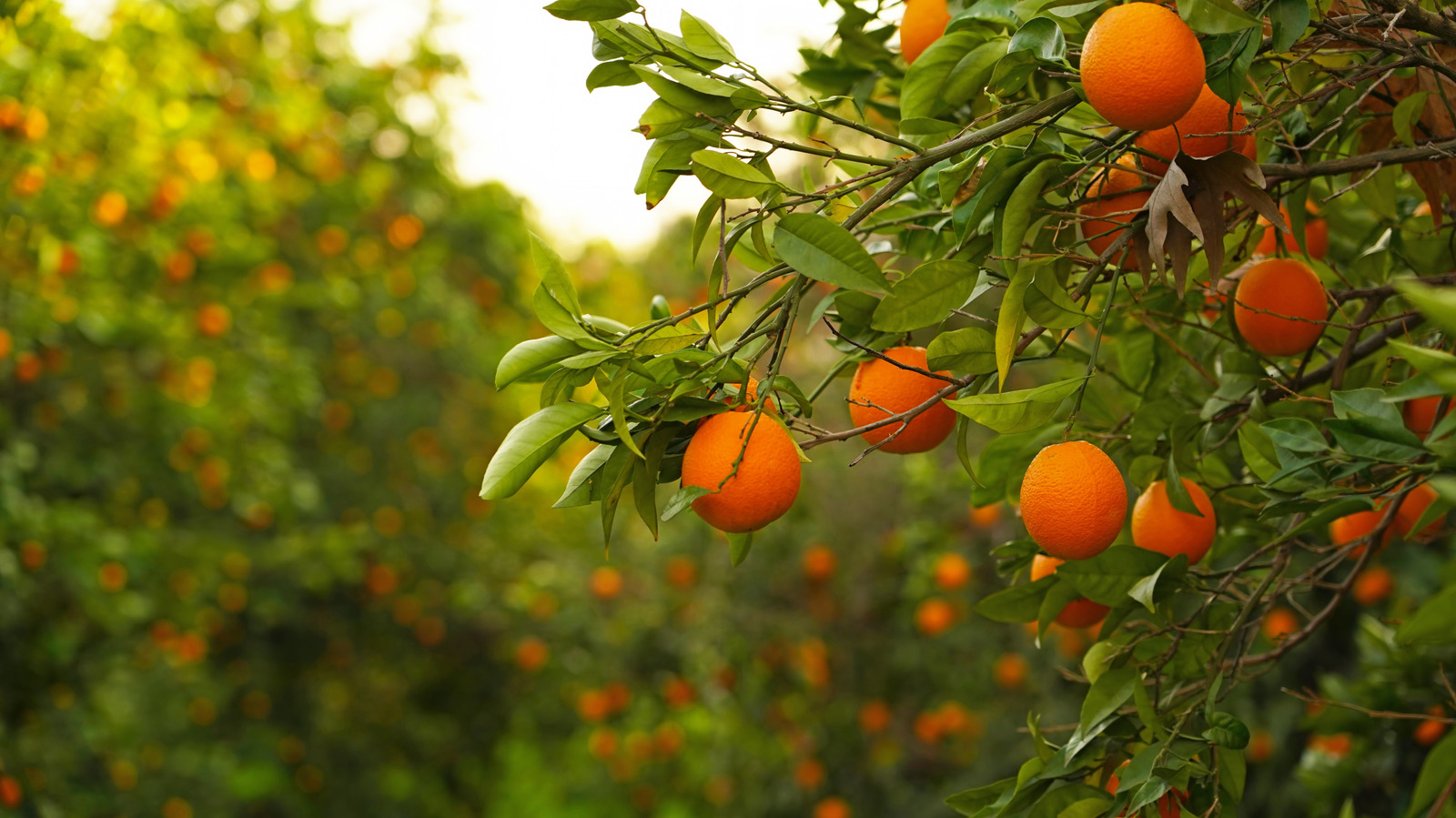 Florida Oranges Are On The Decline In 2026 - Why You Might Not See Them At The Grocery Store - Tasting Table