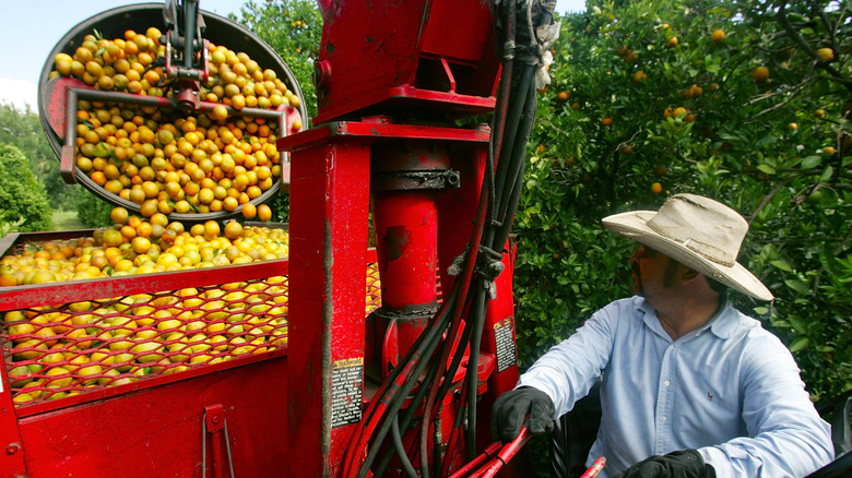 Orange harvesting in Florida