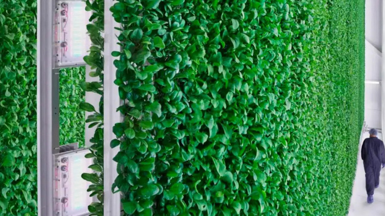 human technician walking past walls of greens being grown vertically at a production facility owned by Plenty, Inc.
