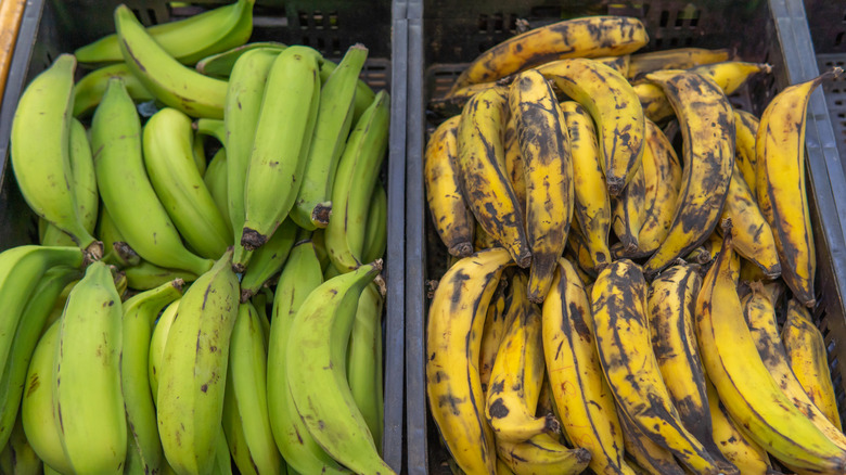 green unripe plantains next to yellow and brown ripe pantains