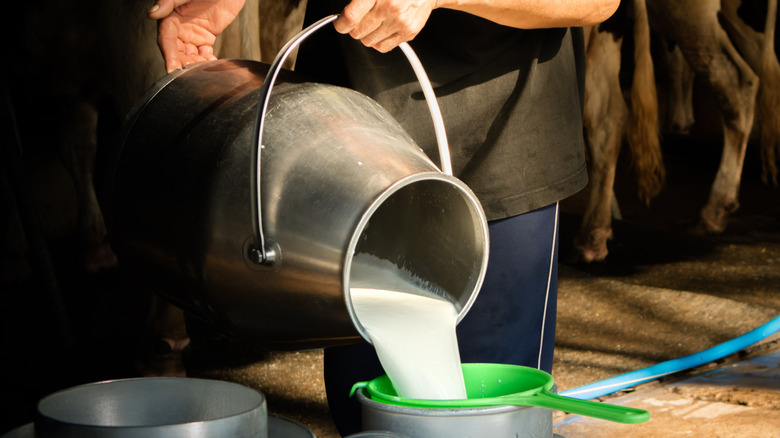 A dairy worker pouring raw milk on a farm