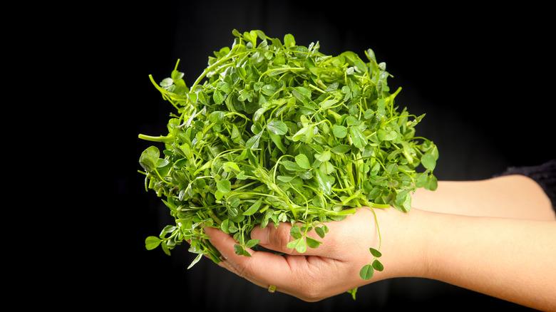 A hand holding a bunch of freshly picked alfalfa sprouts