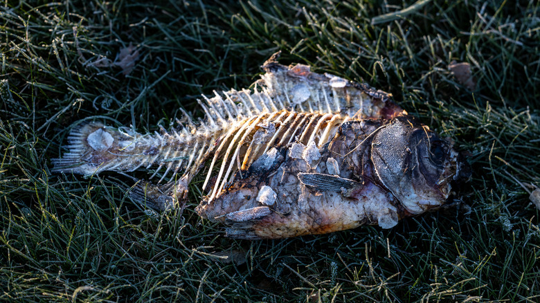 A decomposing fish